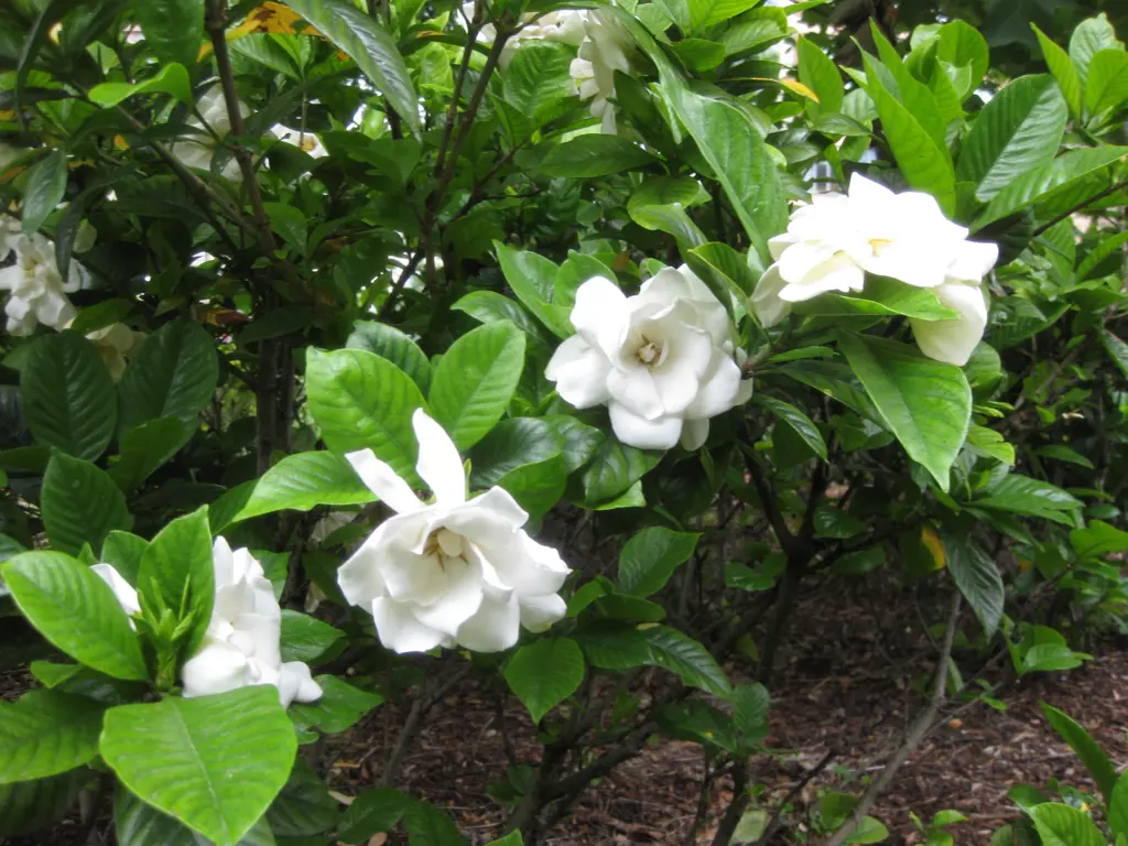 A Gardenia 'Magnifica' plant with white flowers and glossy, dark green foliage.