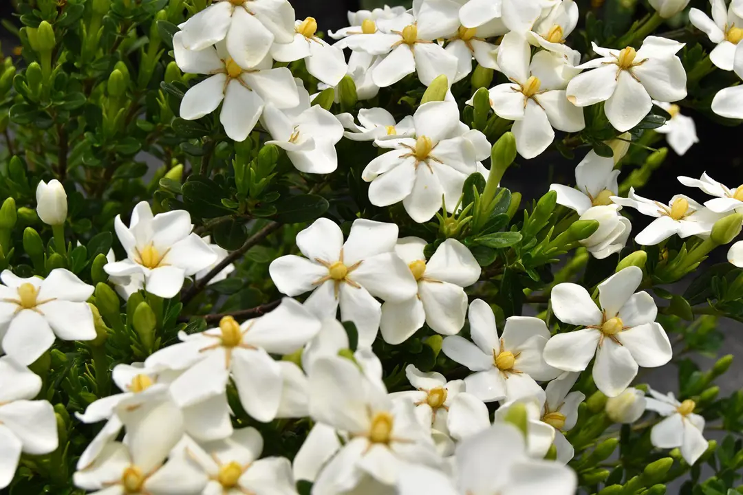 Gardenia 'Snow Girl' shrub with masses of pretty, white flowers.