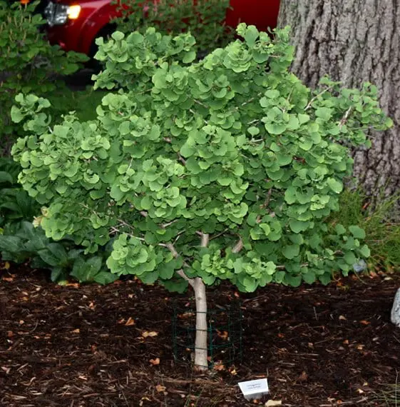 A Ginkgo 'Jade Butterflies' specimen tree with lush, green foliage.