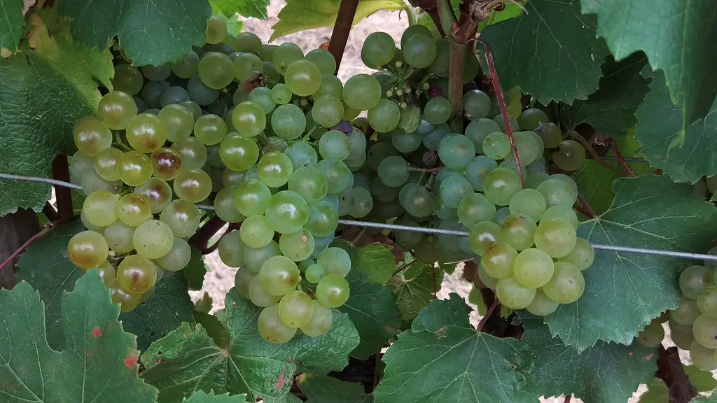 Grape 'Chardonnay' fruit on a vine.