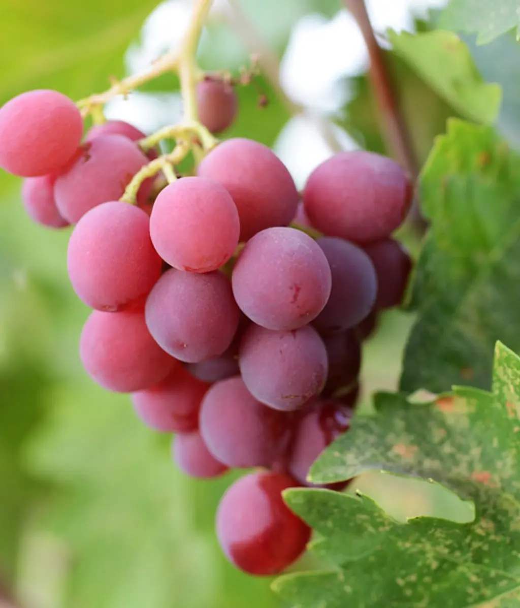 'Gewurztraminer' pink grapes on a vine.