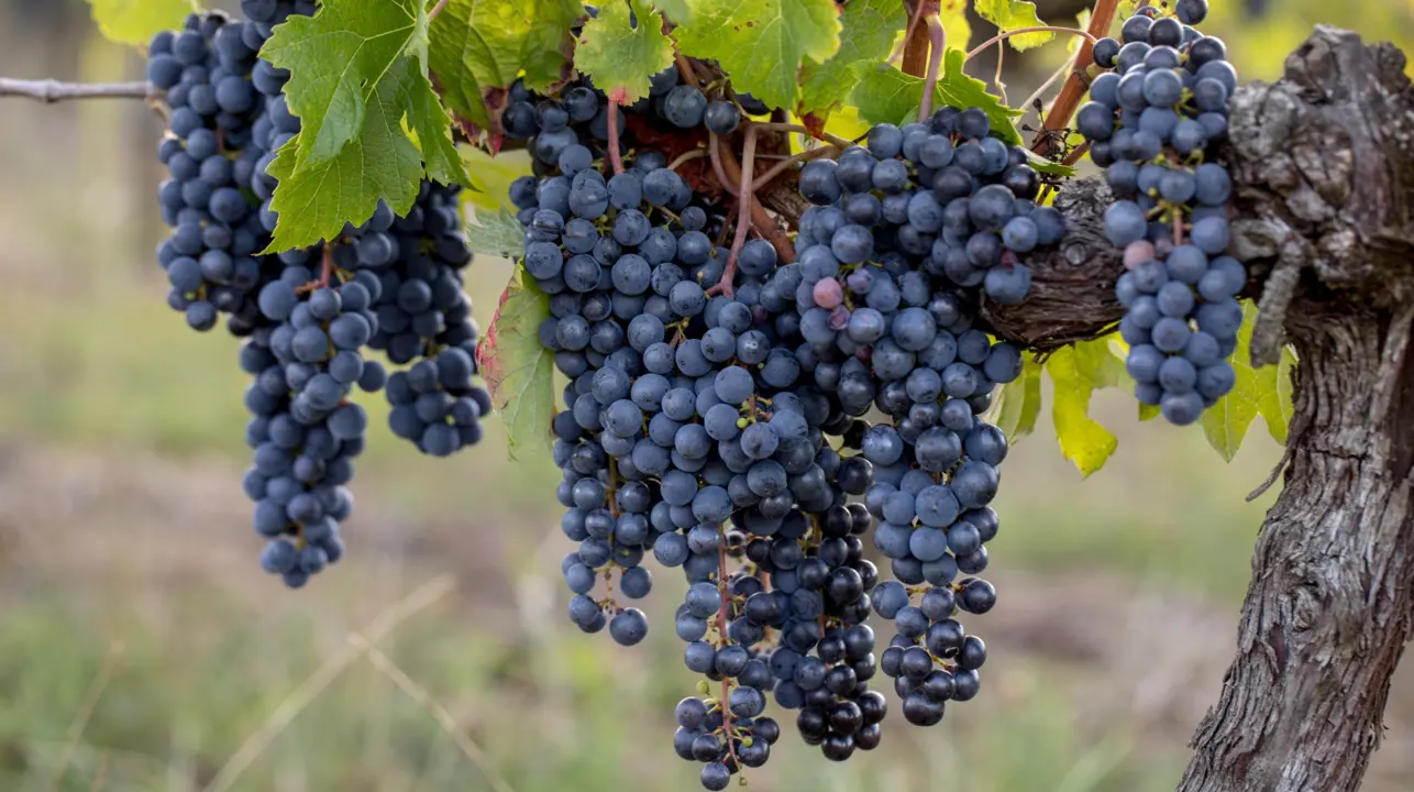 Grape Merlot fruit hanging on a vine.