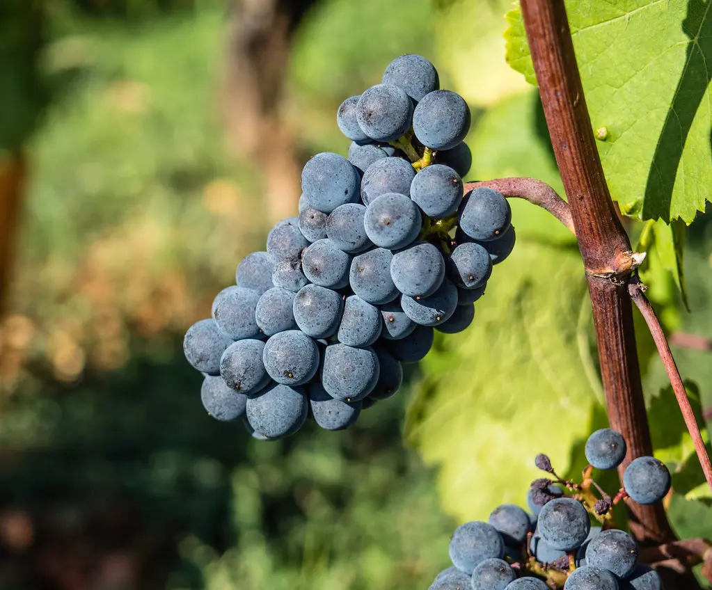 Grape 'Pinot Noir' dark purple fruit on a vine.