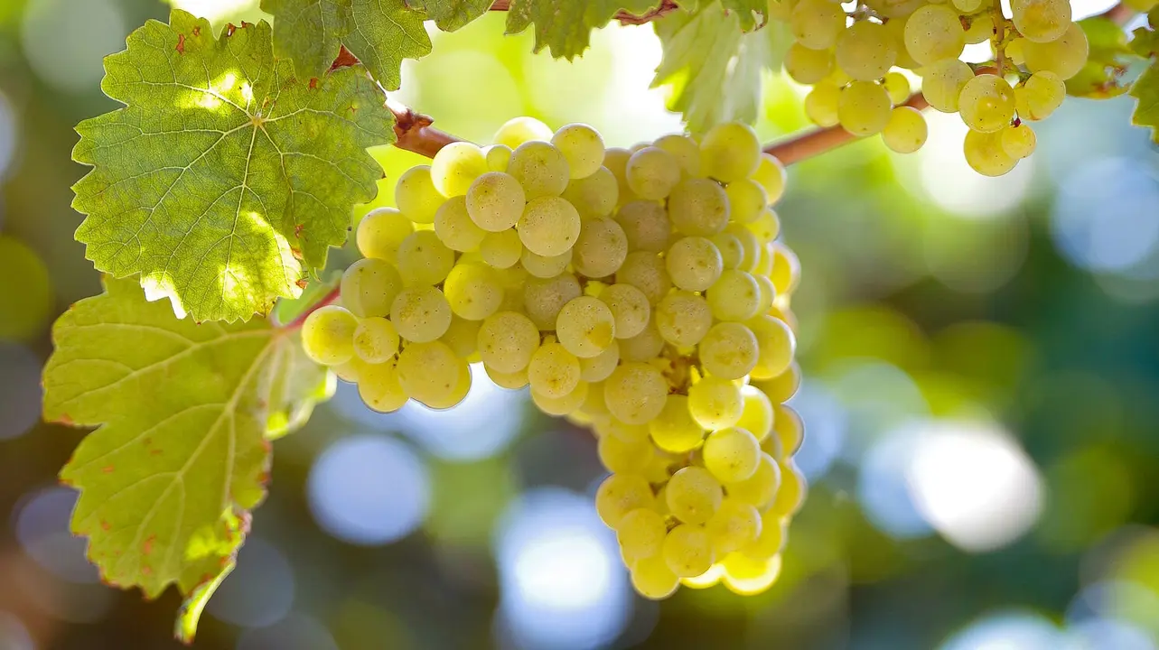 Grape Riesling vine with bunches of green grapes.