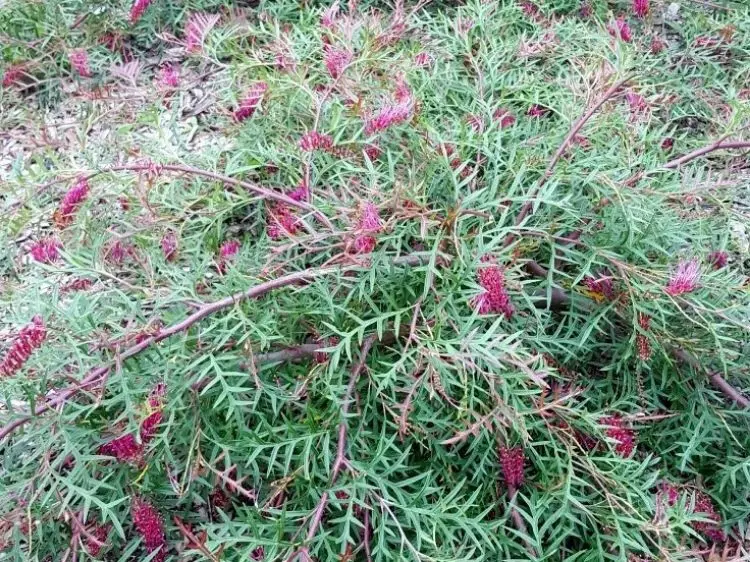 Grevillea Carpet Layer shrub with colourful foliage and pink flowers.