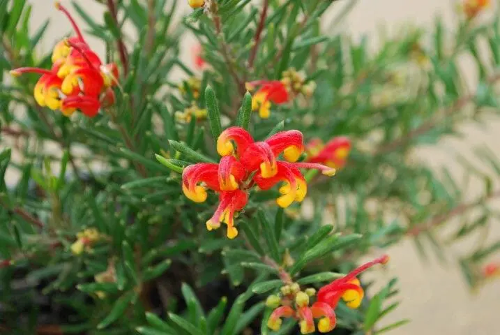 Grevillea Charlie's Angel plant with red and yellow flowers.