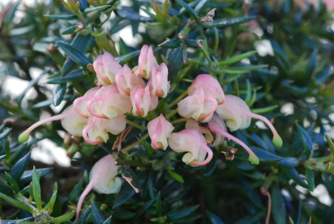 Grevillea Coral Baby pink flowers amidst dark green foliage.