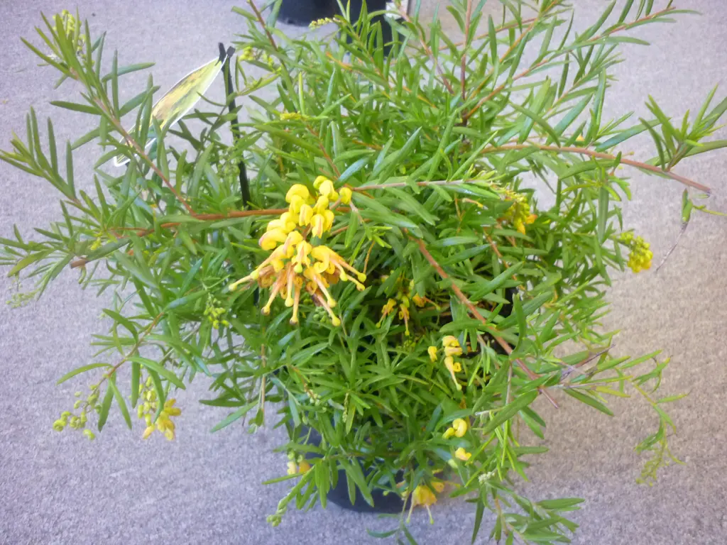 Buy Grevillea 'Lemon Daze' Free Freight Over 150