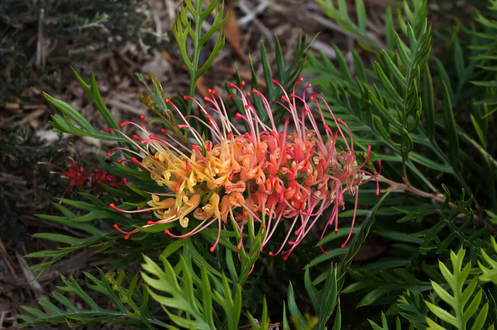 grevillea-loopy-lou--2