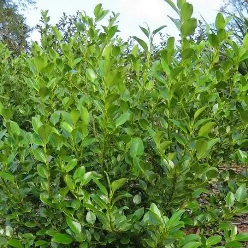 Griselinia 'Gecko Green' plants growing as a hedge.