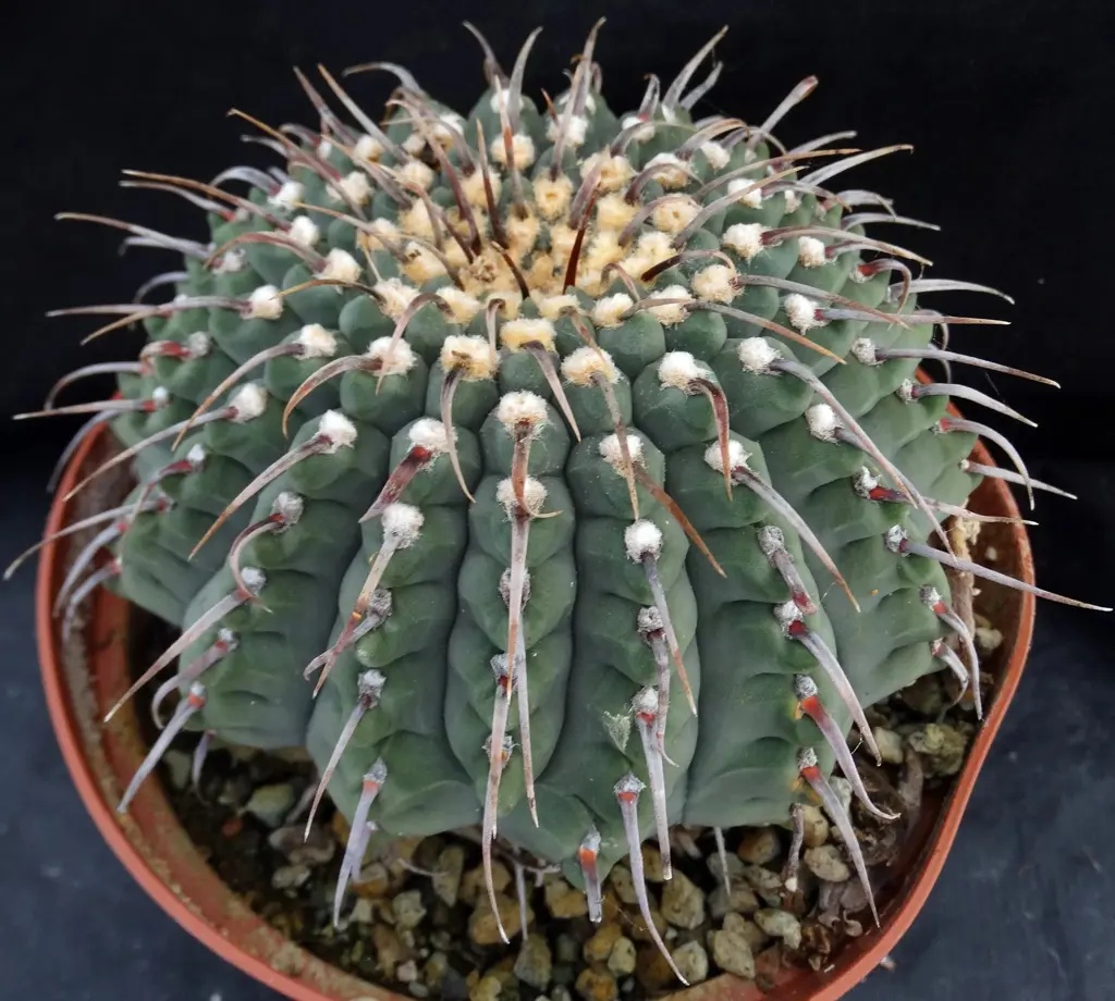 Buy Gymnocalycium vatteri Plants | Free Shipping Over $150