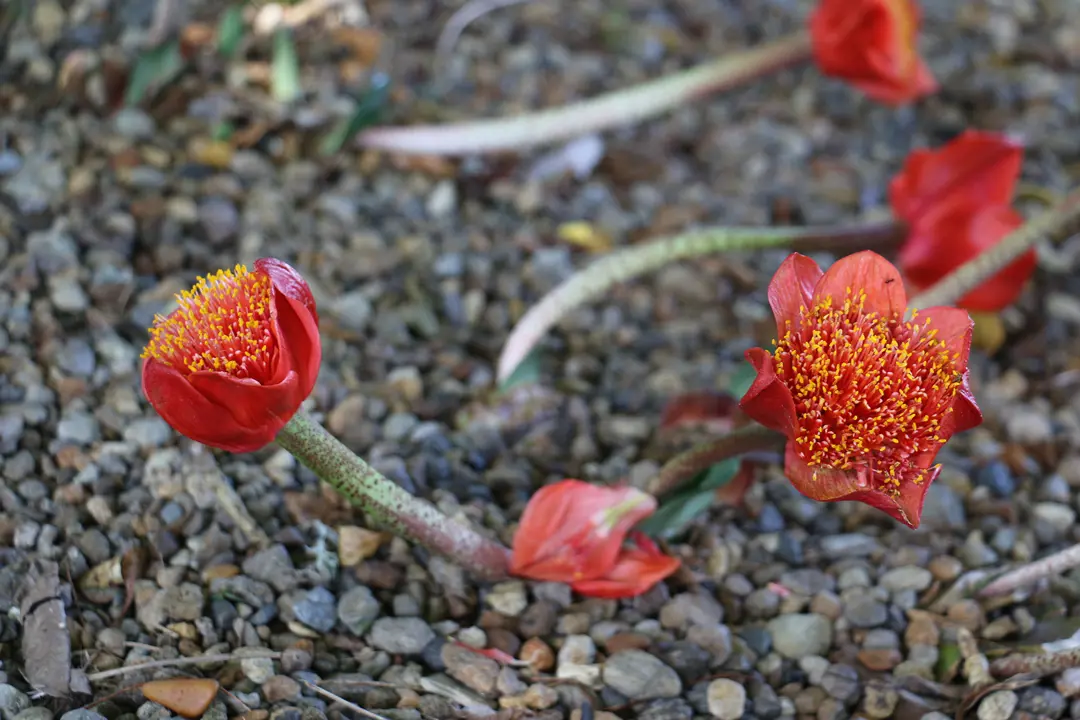 【赤花】Haemanthus Coccineus (napier) Buy Haemanthus coccineus (Blood Lily) Plants Online NZ