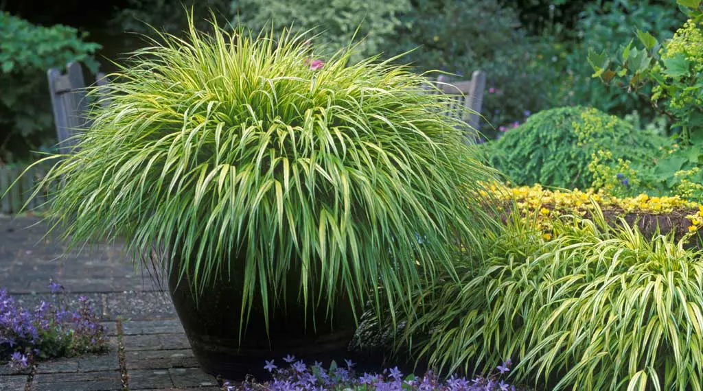 Hakonechloa 'Alboaurea' grass with golden foliage growing in a pot.