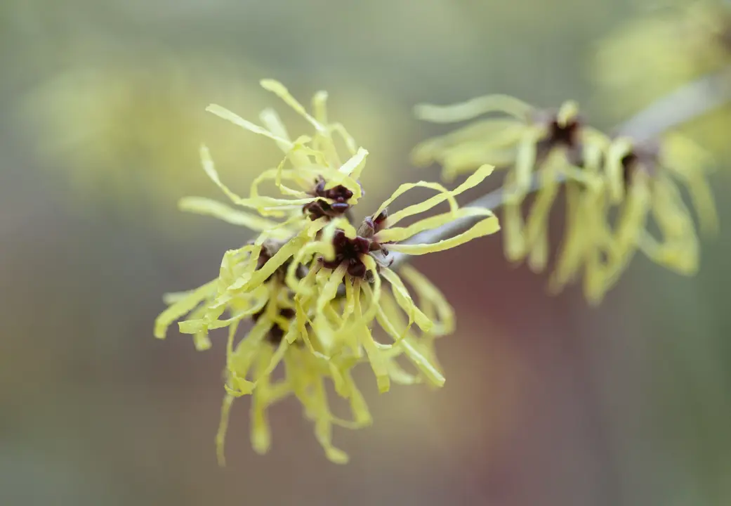 Hamamelis Pallida shrub with light yellow flowers.
