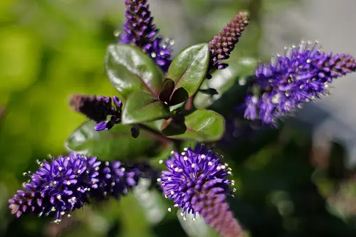 Hebe 'Amy' with dark green foliage and purple flowers.