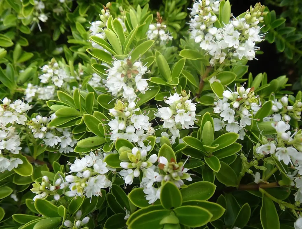 Hebe evenosa plant with green foliage and elegant, white flowers.
