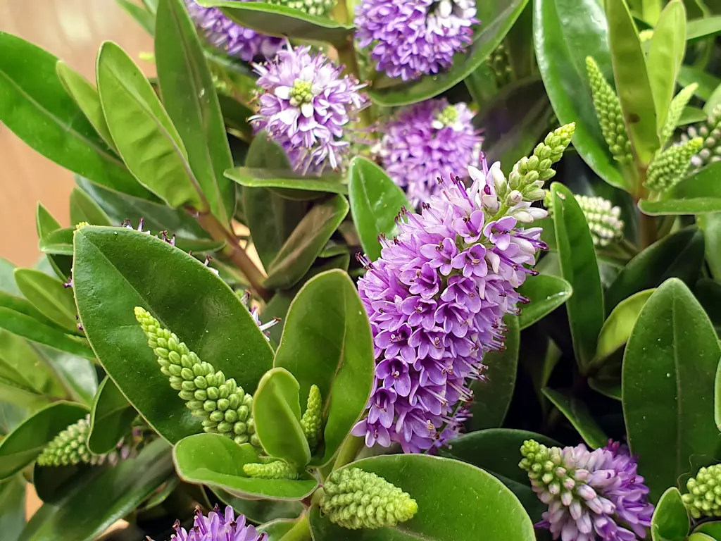 A Hebe speciosa (Napuka) shrub with lush green foliage and pink-purple flowers.