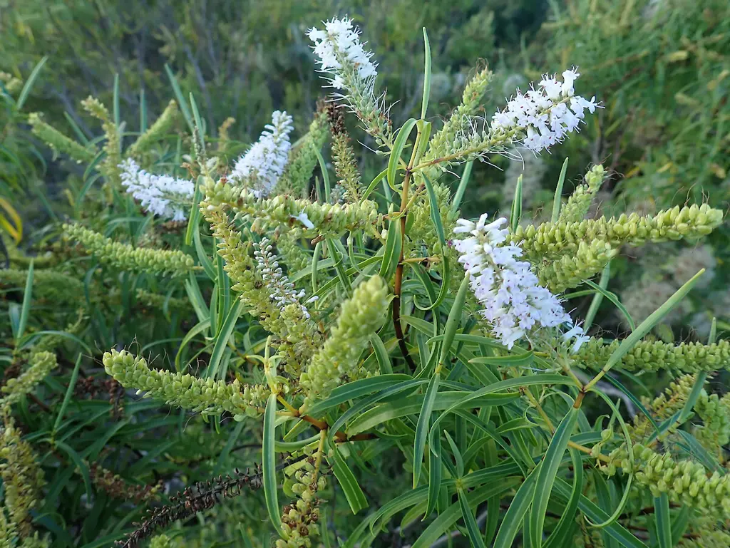 Hebe stenophylla plant.
