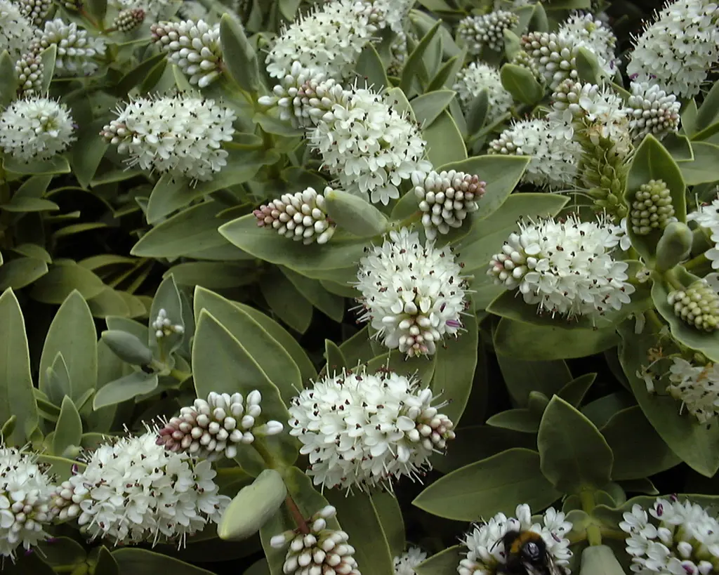 Hebe albicans grey foliage with elegant, white flowers.