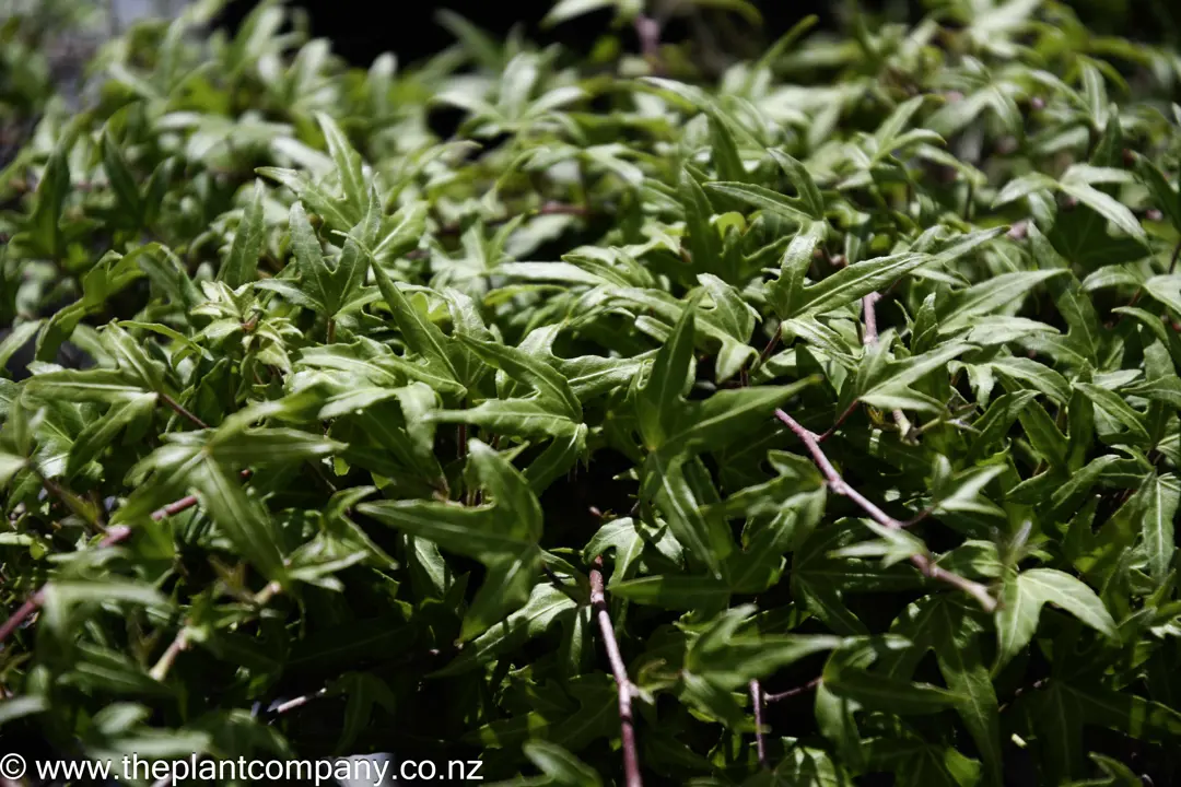 Hedera helix 'Needlepoint' creeping stems with green foliage.