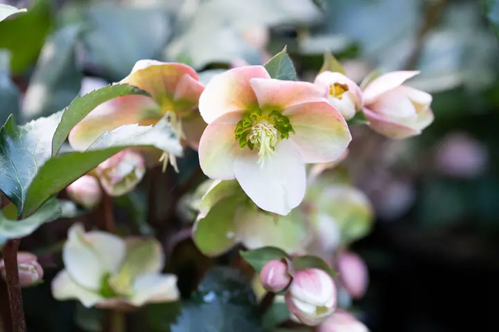 Helleborus Angel Glow plants with pink and green flowers.