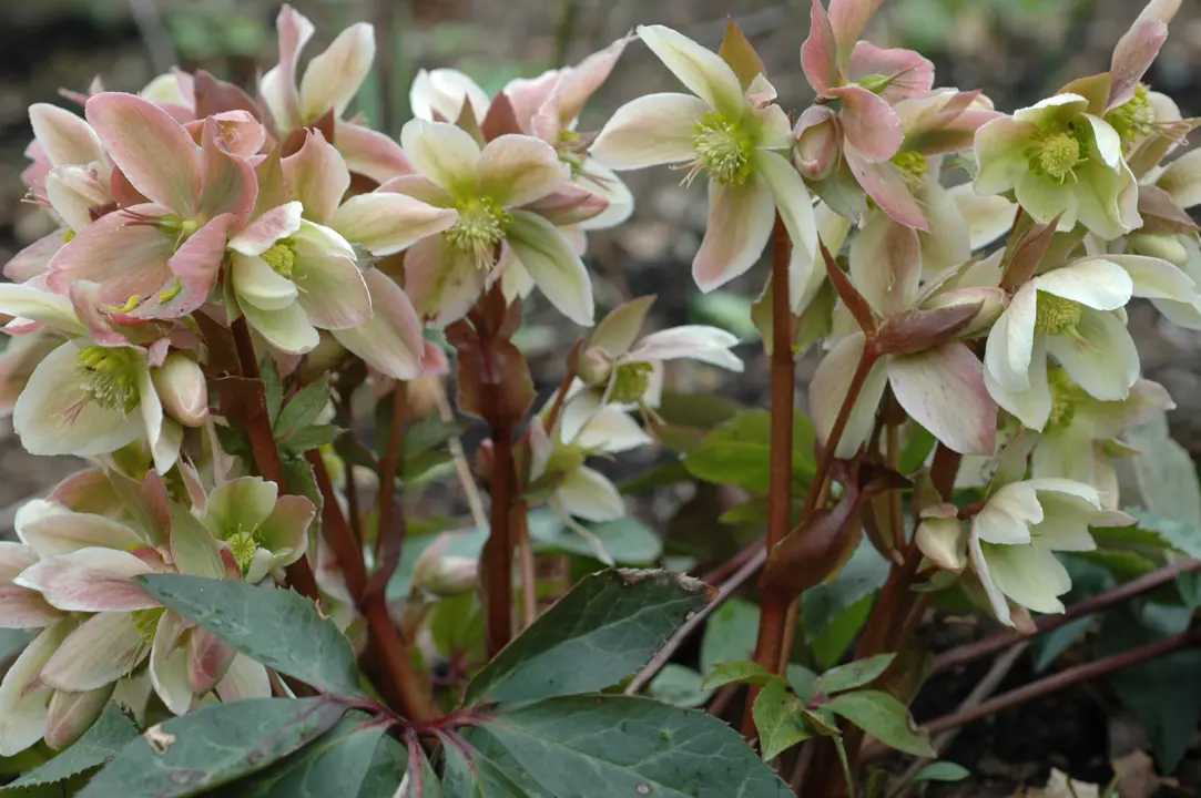 Helleborus Candy Love plants with pink and green flowers.