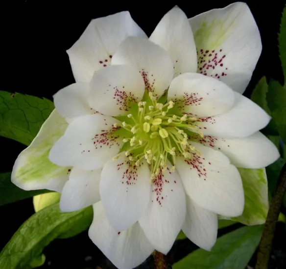 Helleborus Elegance White flower with purple highlights.
