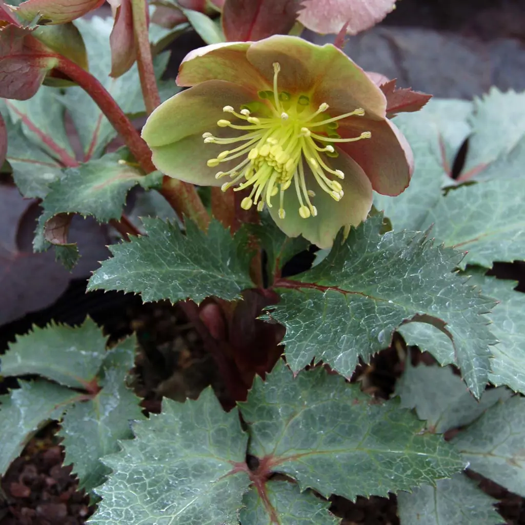helleborus-hot-flash-