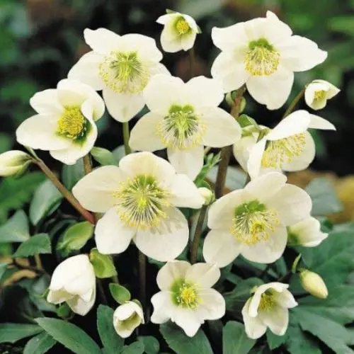 Helleborus Ice Queen plants with green flowers.