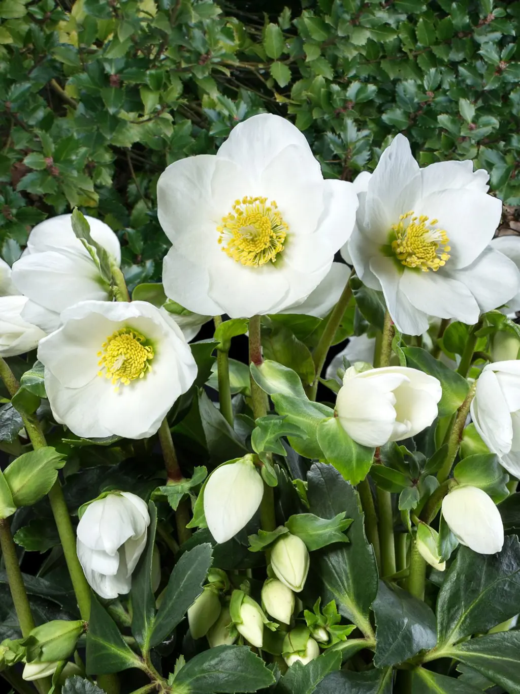 Helleborus Jacob Classic plants in flower.