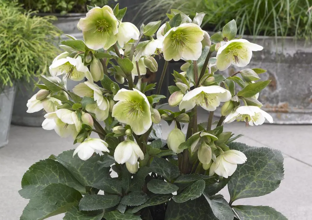 Helleborus Molly's White plants in flower.