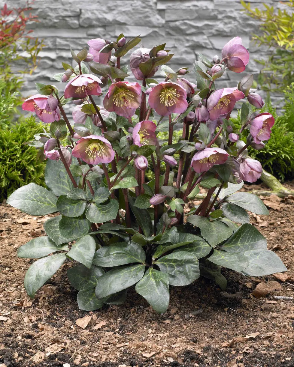 Helleborus Pennys Pink plants in flower.