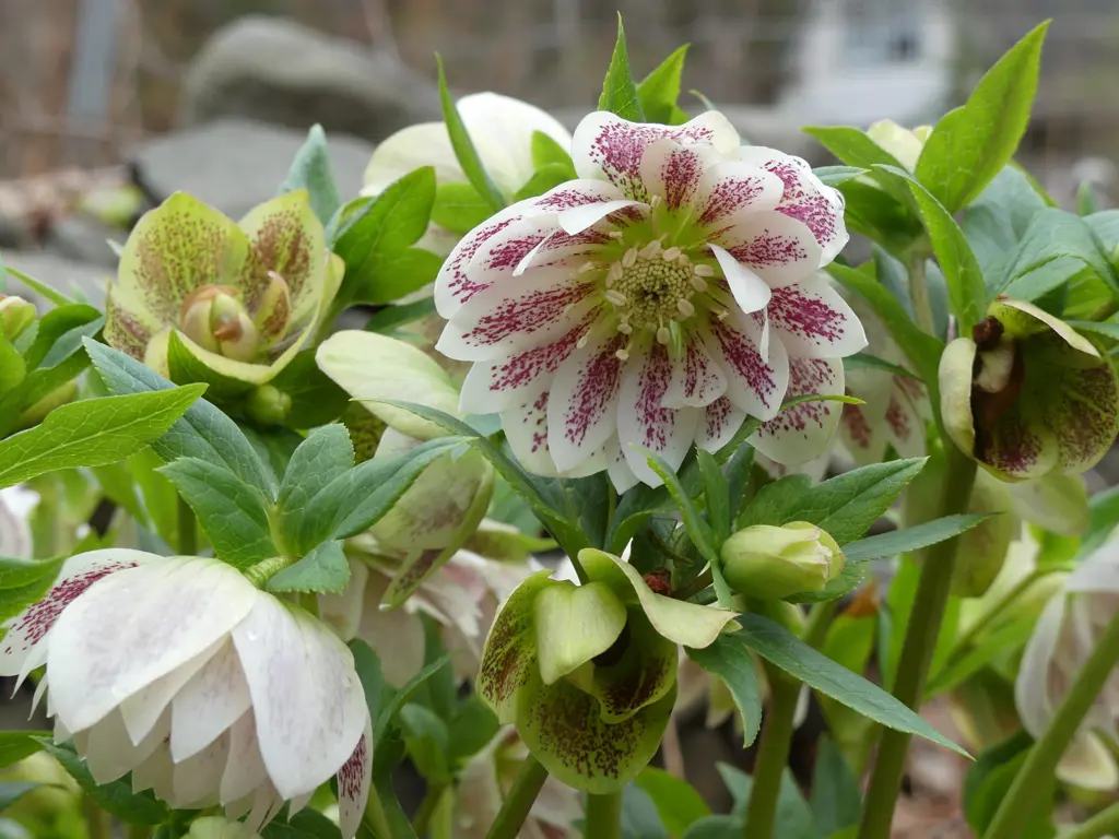 helleborus-spectrum-double-