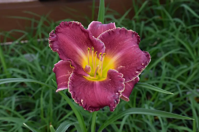 Hemerocallis 'Bettylen' purple and yellow flower above lush, green foliage.