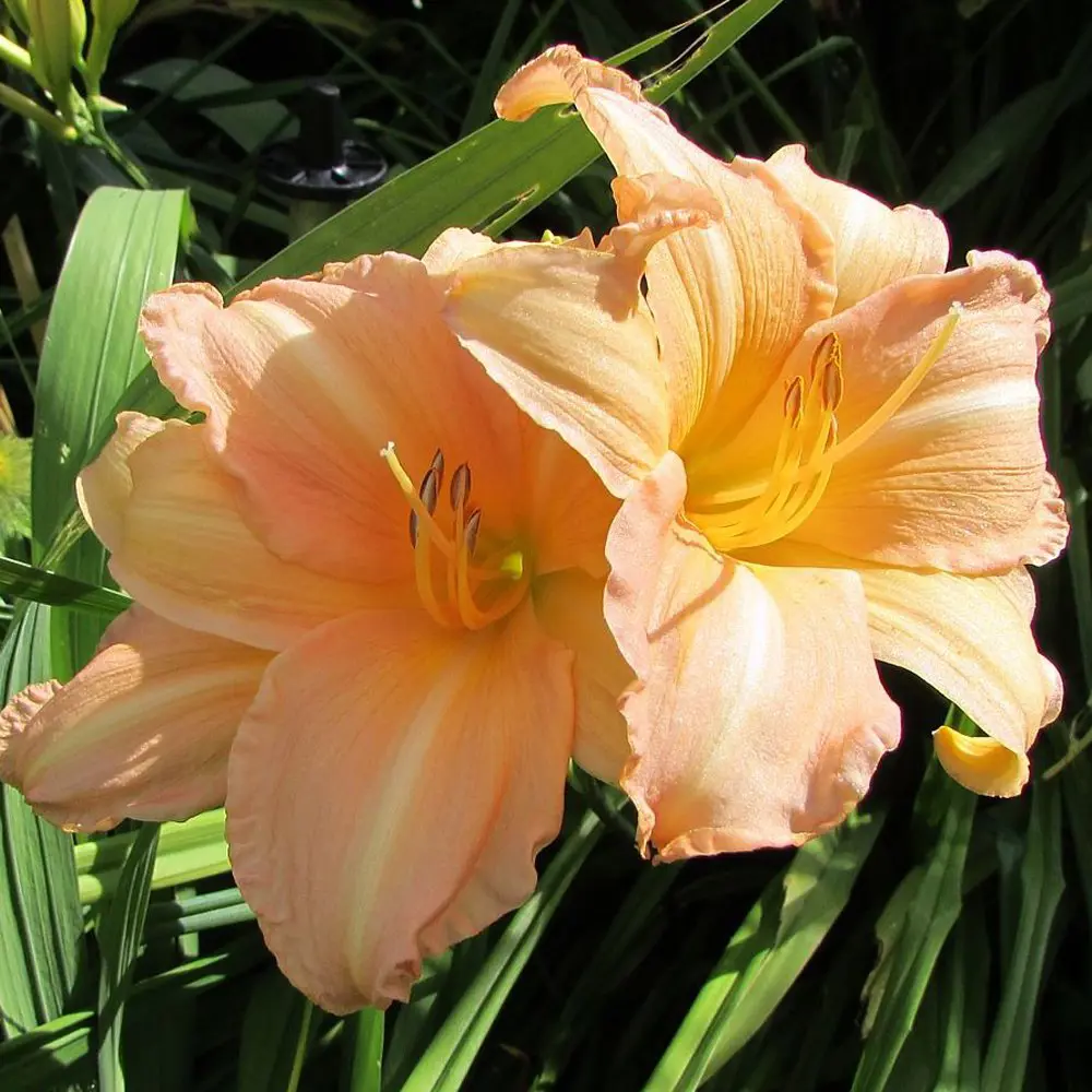 hemerocallis-curls-