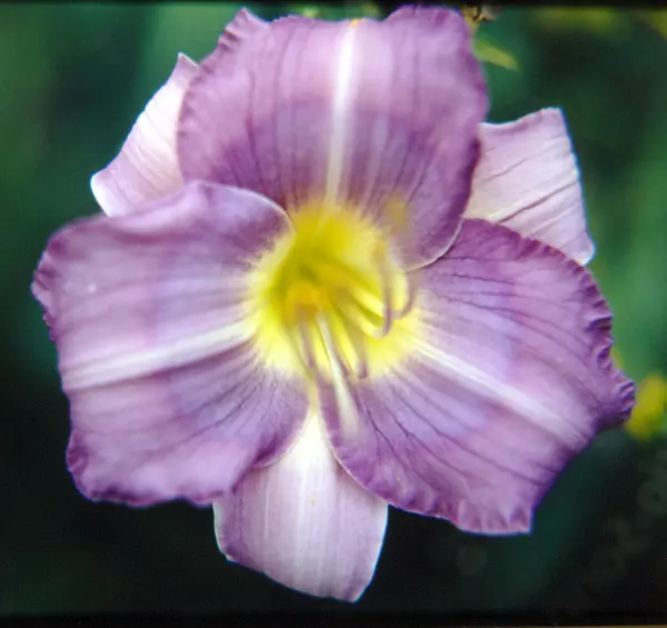 Hemerocallis 'Ocean Ice' blue flower.