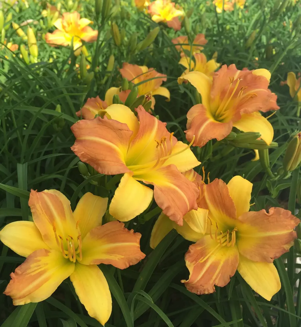 Hemerocallis 'Punch Yellow' flowers with two-tone yellow colouring above lush green foliage.