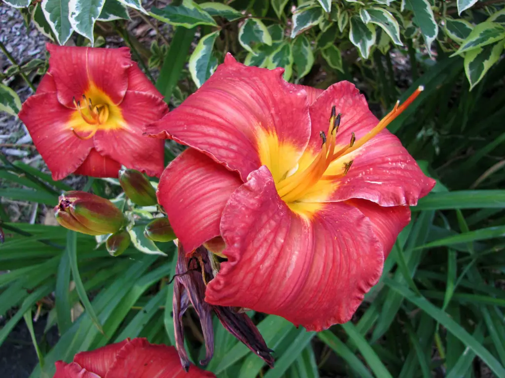 Hemerocallis 'Scarlet Orbit' red flowers with a yellow centre.