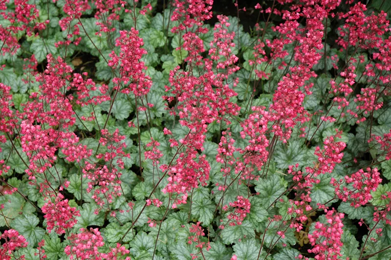 Heuchera 'Paris' plant with green foliage and pink flowers.
