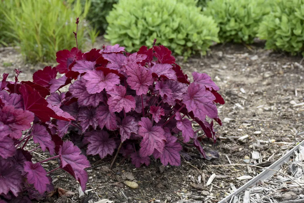 heuchera-wild-rose-2