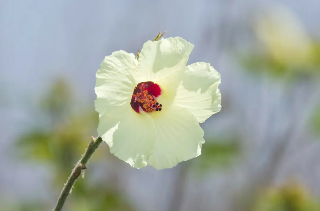 An elegant Hibiscus diversifolius cream-coloured flower.
