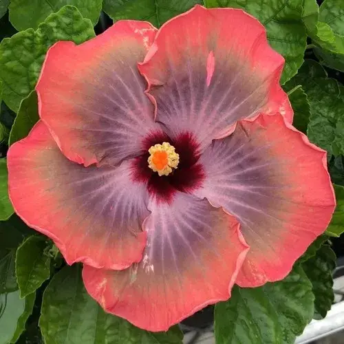 Hibiscus 'Fifth Dimension' flower.