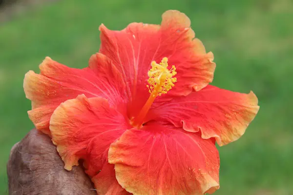 Hibiscus 'Prince of Orange' flower.