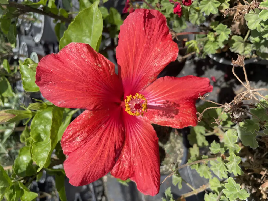 Hibiscus 'Red Knight' large and showy, red flower.