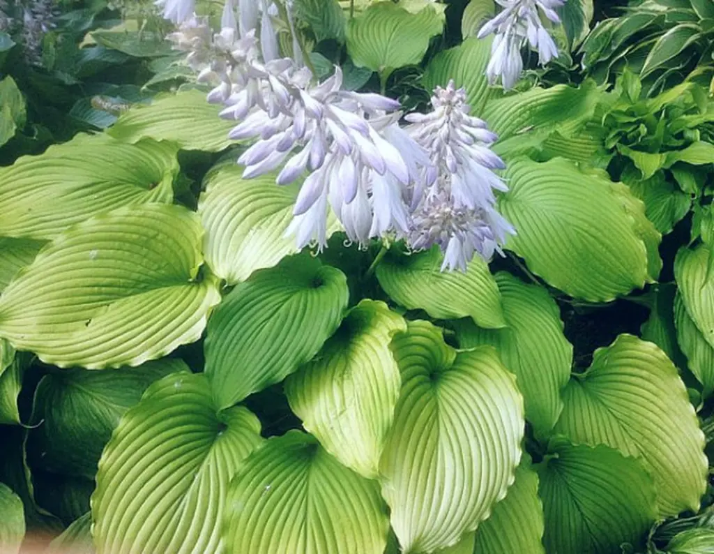 hosta-golden-falls-1
