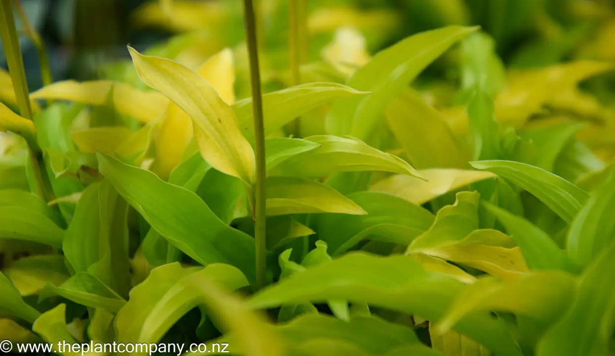 hosta-lemon-and-lime--2
