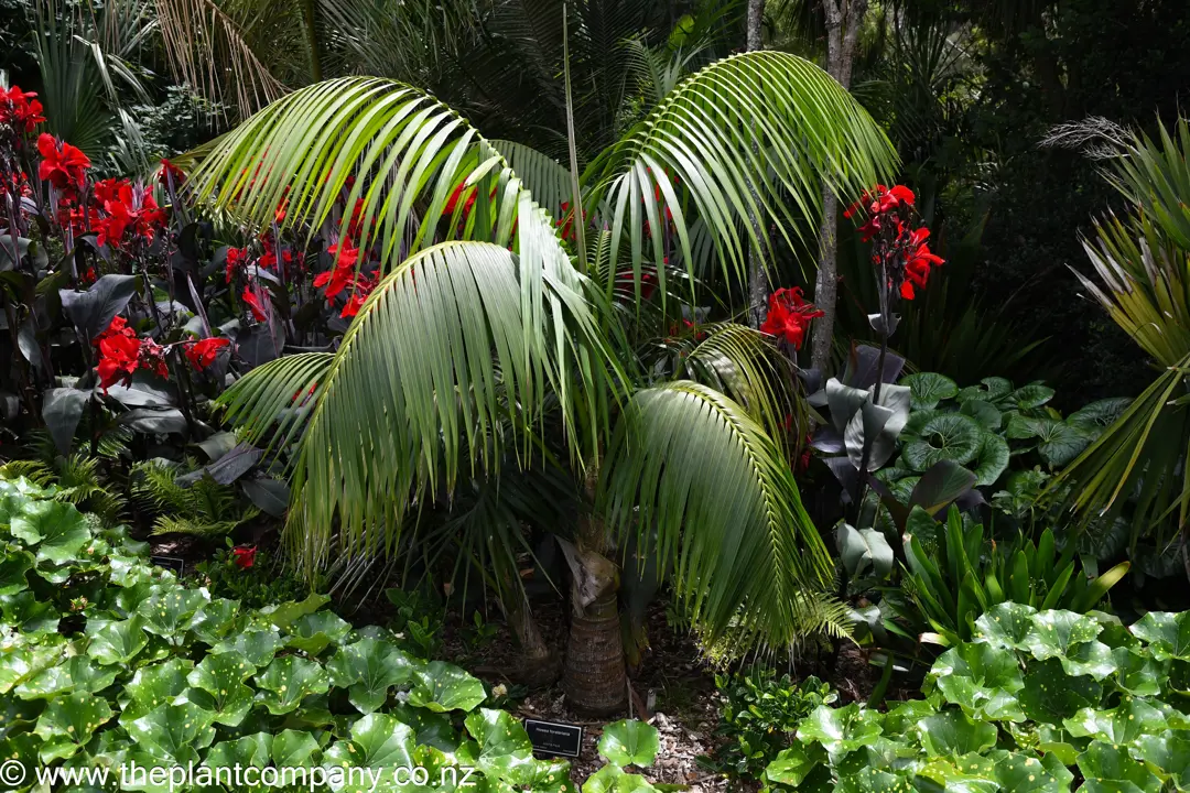Buy Howea forsteriana (Kentia Palm) Online | Free Shipping