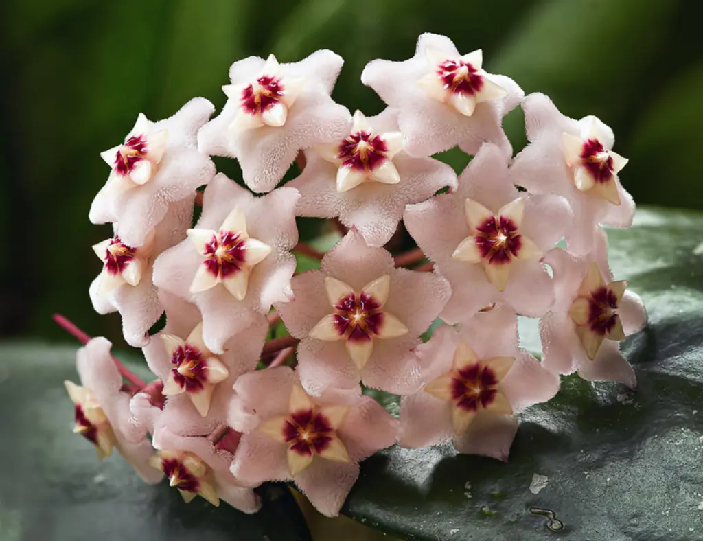 A cluster of Hoya carnosa (Wax Plant) soft pink flowers on dark green foliage.