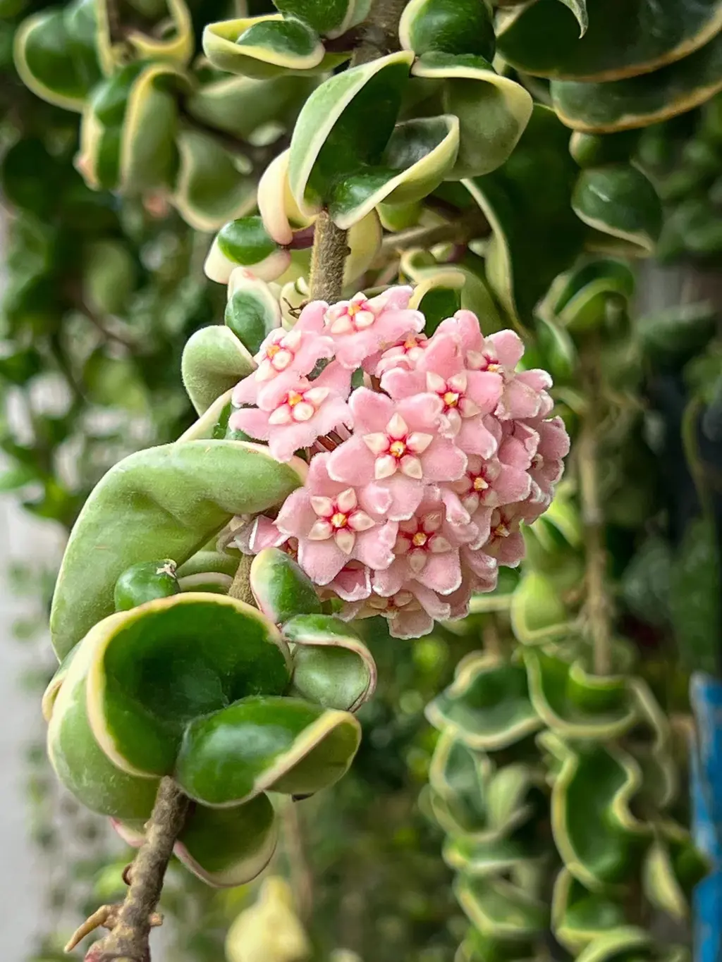 Hoya compacta 'variegata' plant with elegant pink flowers and fleshy, cream and green leaves.