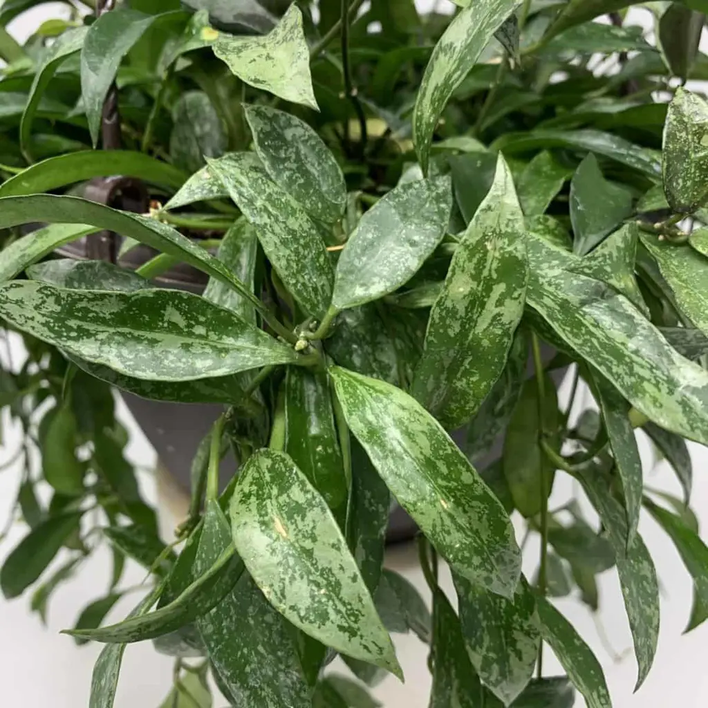 Hoya 'Splash' variegated foliage.